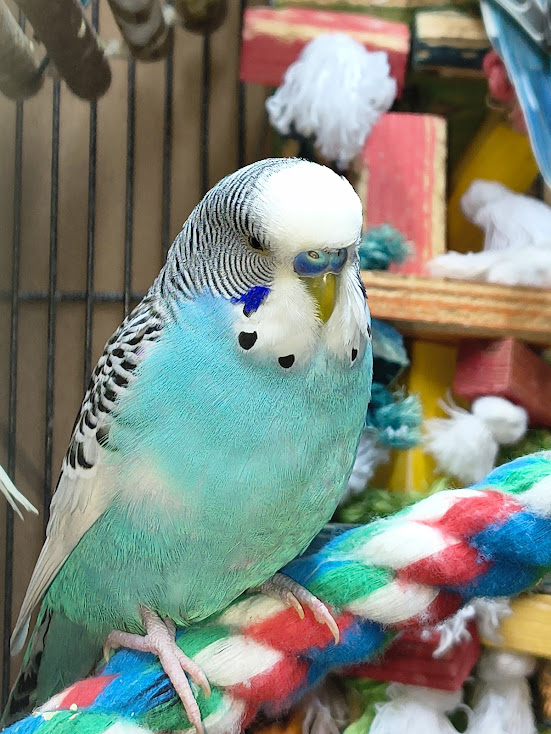 Aurora the budgie