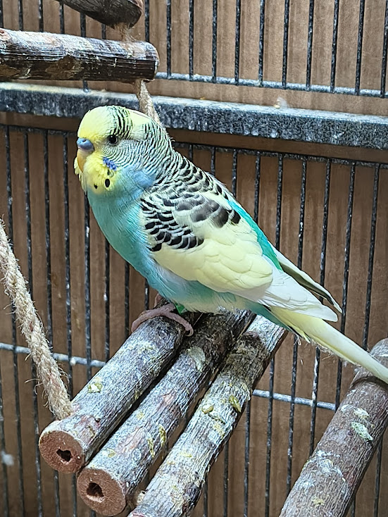 Muffin the budgie