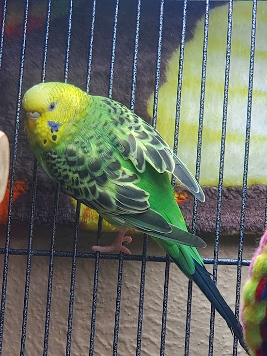 Sugar the budgie