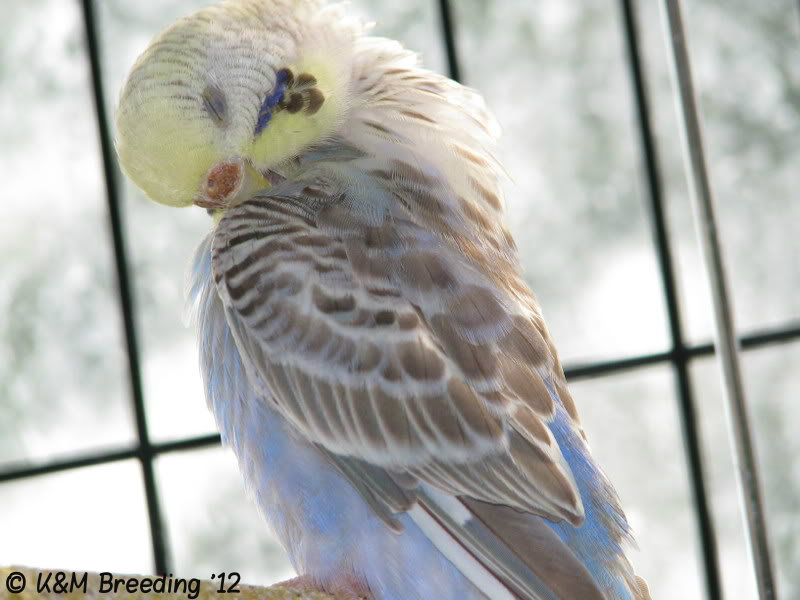 Cinnamon budgie photo 1
