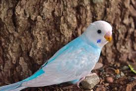 Clearwing budgie photo 2