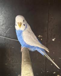 Clearwing budgie photo 3