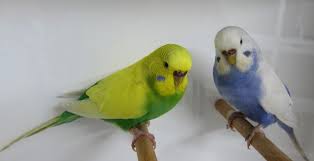 Clearwing budgie photo 4