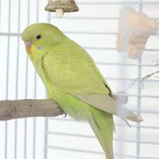 Dilute budgie photo 1