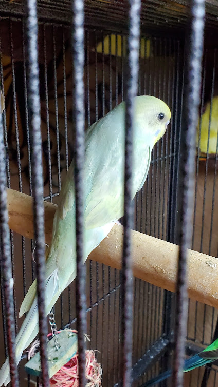 Dilute budgie photo 3