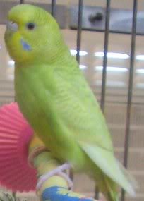 Dilute budgie photo 4