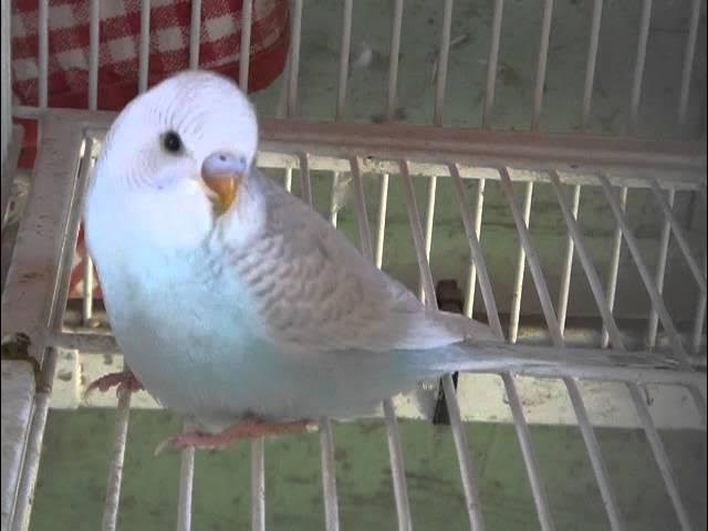 Greywing budgie photo 4