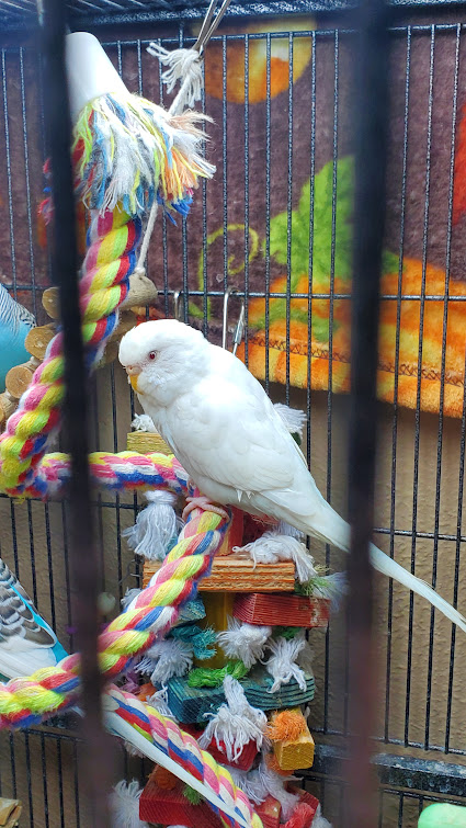 Ino budgie photo 1
