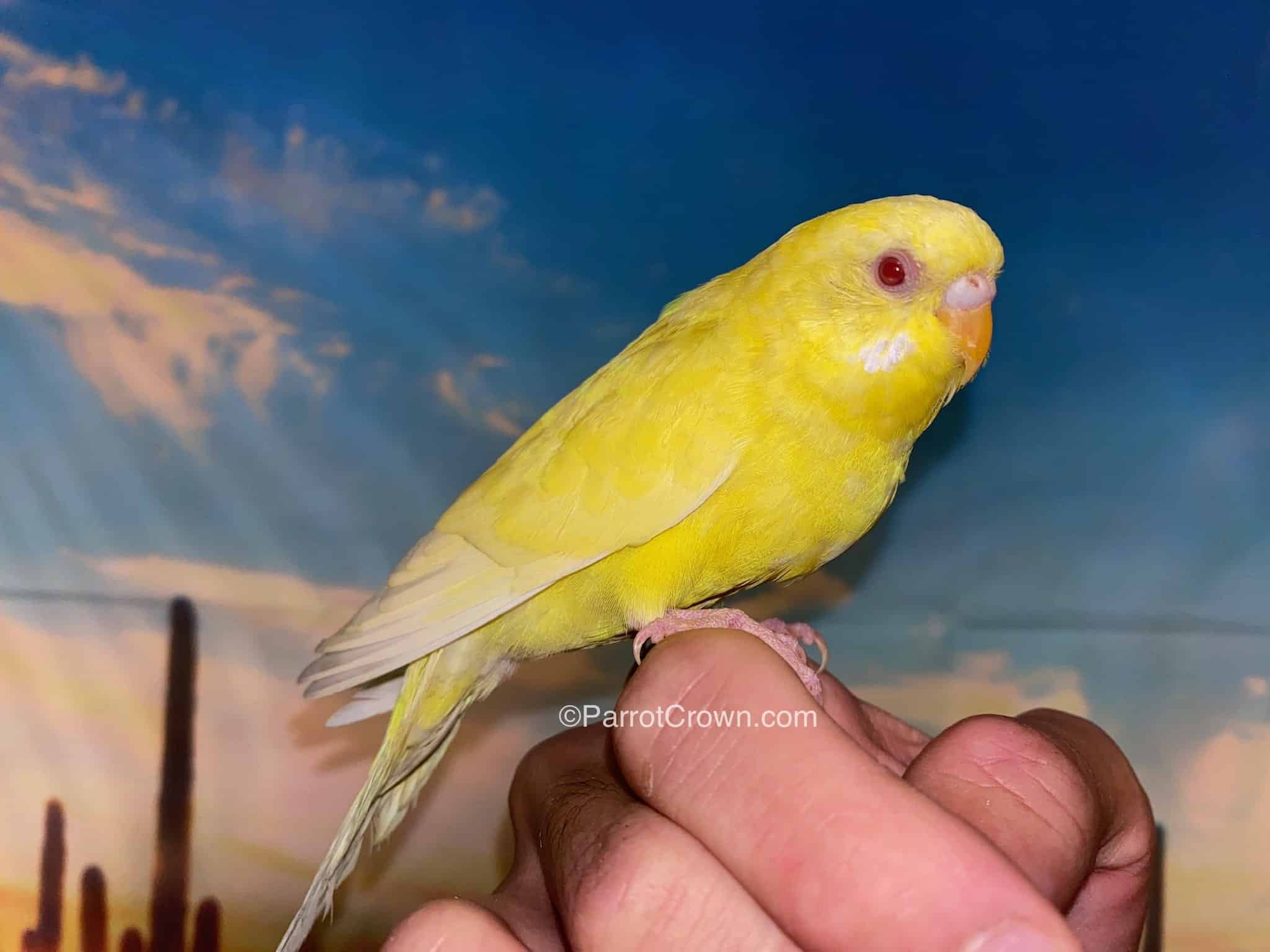 Ino budgie photo 3