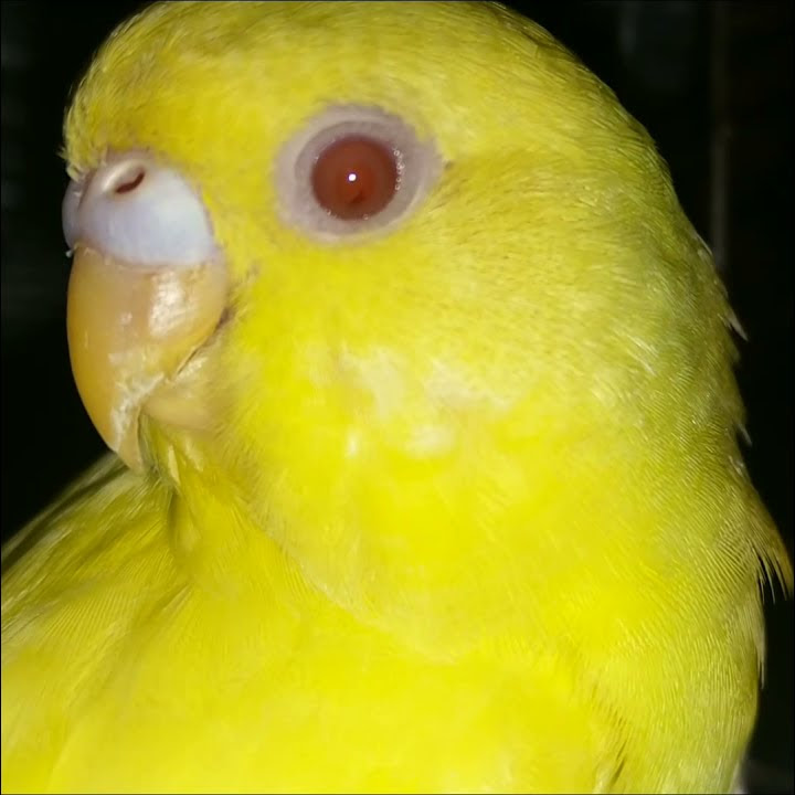 Ino budgie photo 4