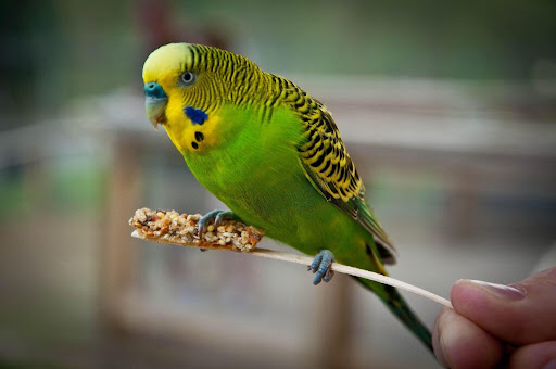 Normal budgie photo 1