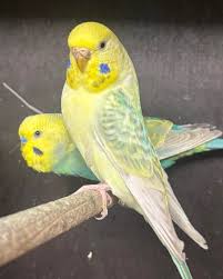 Opaline budgie photo 3