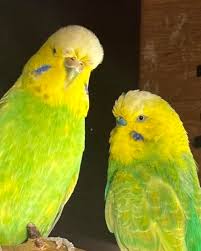 Opaline budgie photo 4