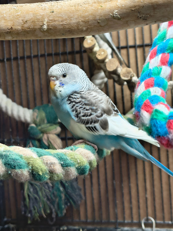 Pied budgie photo 3