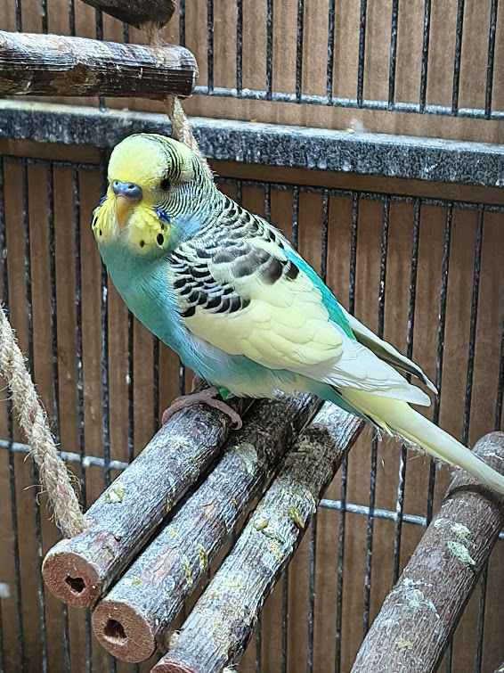 Pied budgie photo 4