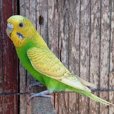 Spangle budgie photo 1