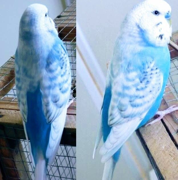 Spangle budgie photo 2