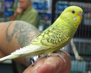 Spangle budgie photo 3