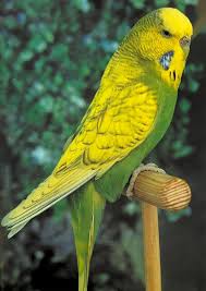 Spangle budgie photo 4