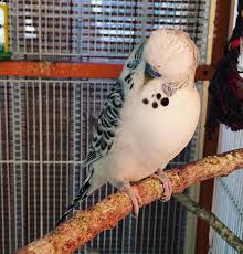 Texas Clearbody budgie photo 3