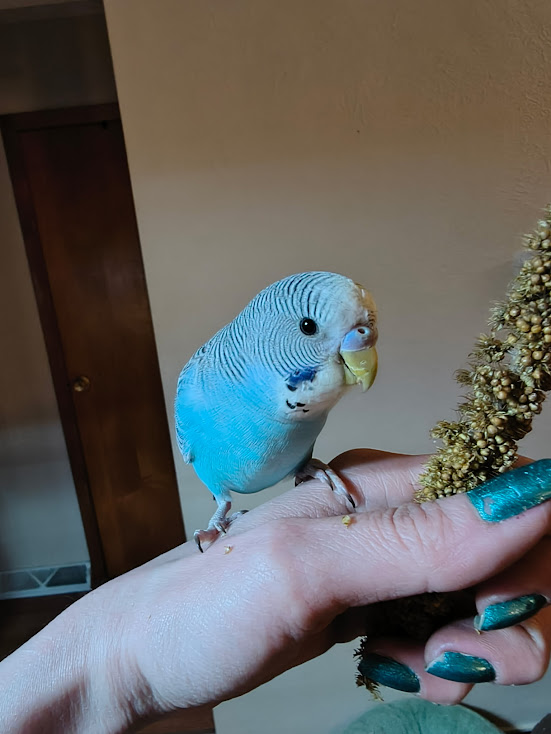 Bloom the budgie