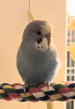 Piper the budgie
