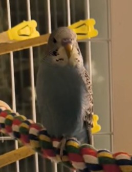 Sky the budgie
